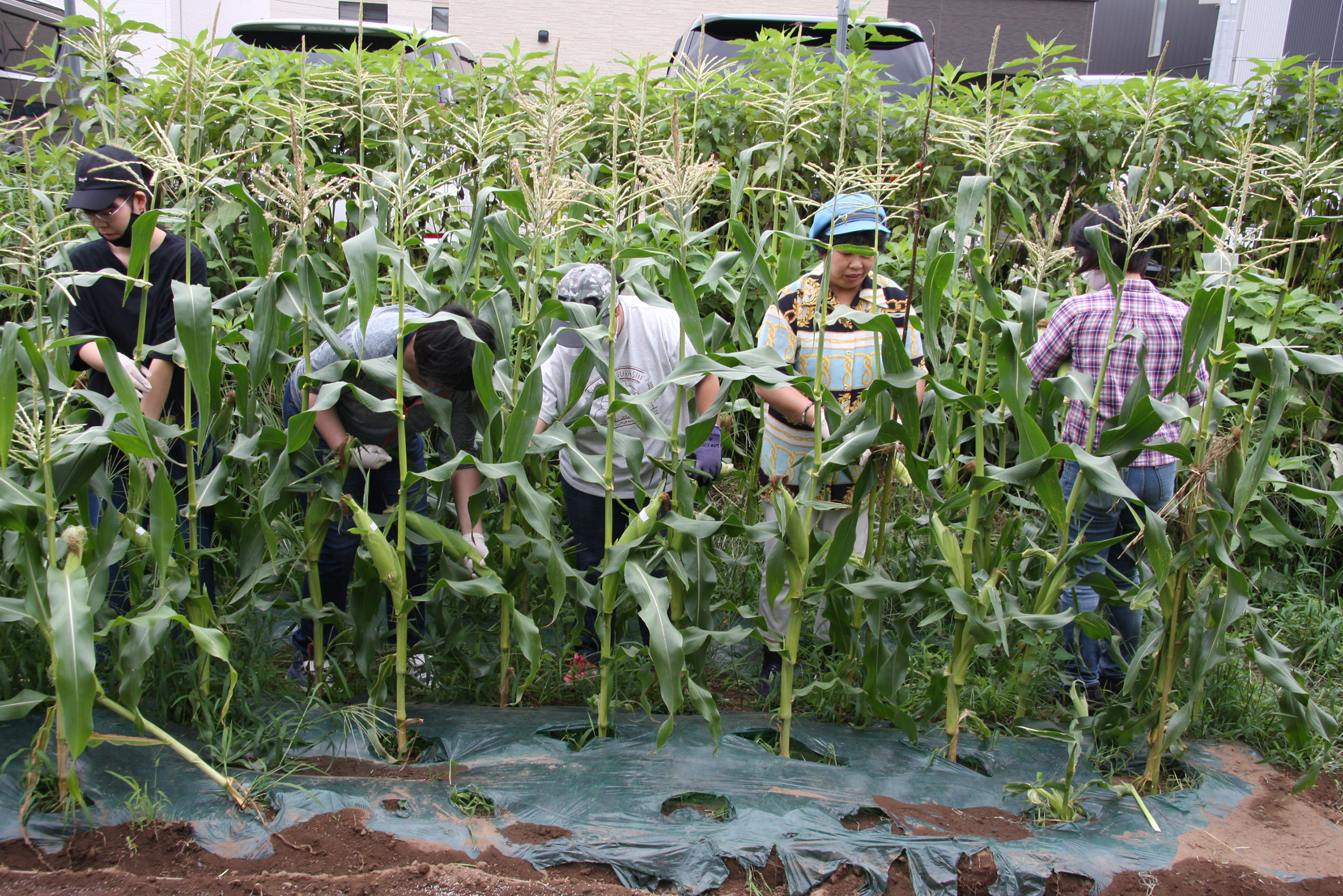 とれたての野菜